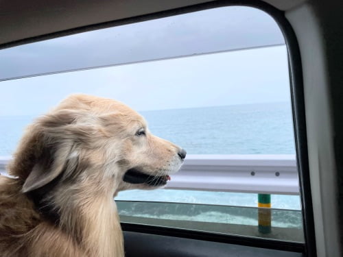 海沿いのドライブを楽しむゴールデン・レトリーバーセナ7歳1ヶ月