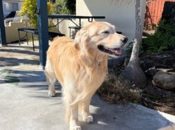 ゴールデン・レトリーバーセナ7歳1ヶ月 伊豆高原にて