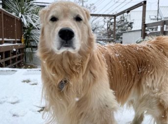 雪の庭でたたずむゴールデン・レトリーバーセナ7歳1ヶ月