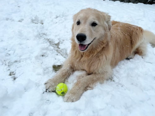 自宅に積もった雪でボール遊びをするセナ7歳1ヶ月
