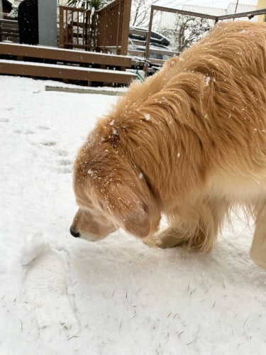自宅に積もった雪を確認しているセナ7歳1ヶ月
