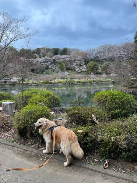 桜の綺麗な公園でゴールデン・レトリーバーセナ7歳3ヶ月
