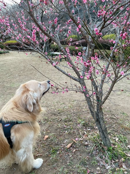 梅の香りを確認するセナ7歳2ヶ月