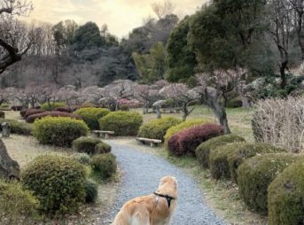 夕刻の梅まつりセナ7歳2ヶ月