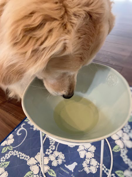 犬の下痢の時の回復食スープ