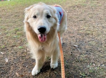 ゴールデン・レトリーバーセナ7歳4ヶ月