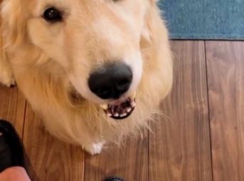 セナとフェイスタイム