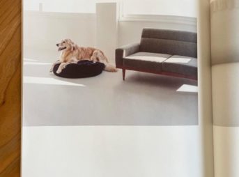 ゴールデン・レトリーバーセナがフリーステッチ(freestitch)カタログ掲載