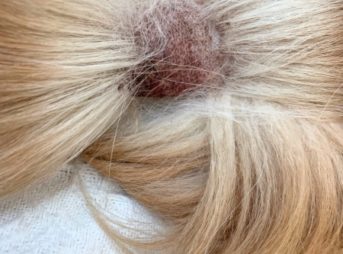 尻尾の皮膚炎経過