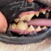 歯の破折(犬の歯が欠ける)