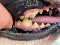 歯の破折(犬の歯が欠ける)