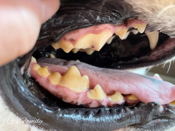 犬の歯の破折(2ヶ月3週間経過)出血から丸1週間経過
