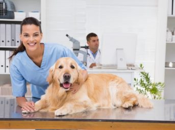 動物病院で診察を受けるゴールデン・レトリーバー