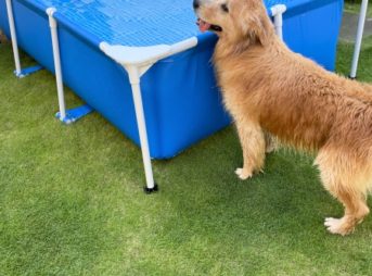 インテックスフレームプール自宅でゴールデンレトリバーセナ7歳5ヶ月と水遊び