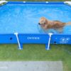インテックスフレームプール犬と自宅で水遊び