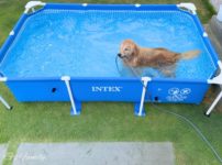 インテックスフレームプール犬と自宅で水遊び