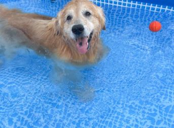 インテックスフレームプールを楽しむセナ7歳