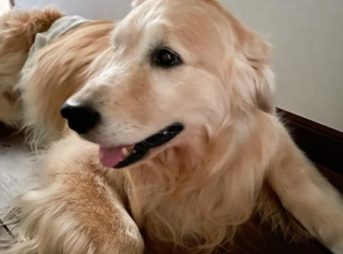 歯科の破折治療根管手術当日のセナの様子(朝)