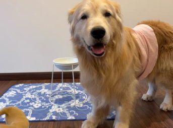 歯の破折根管治療手術の後帰宅して