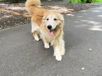 歯科の破折治療根管手術当日、公園に立ち寄り