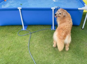 おうちでプール