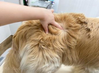 1年経過した右腰のしこりの変化7歳夏