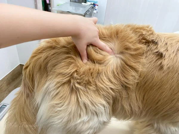 右腰のしこりの変化