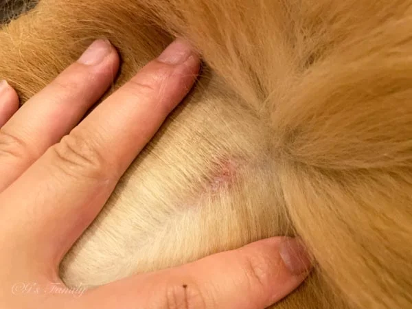 1年経過した右腰のしこりの変化7歳夏-診察から4日後