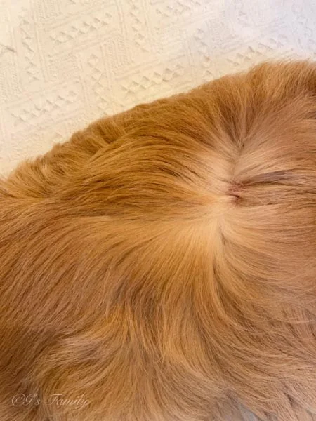 1年経過した右腰のしこりの変化7歳夏-診察から8日後