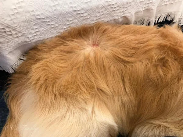 1年経過した右腰のしこりの変化7歳夏-診察から16日後