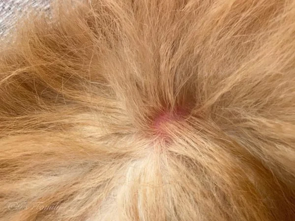 1年経過した右腰のしこりの変化7歳夏-診察から16日後