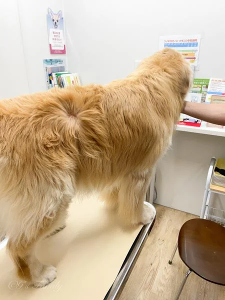 1年経過した右腰のしこりの変化7歳夏、細胞診検査赤みが出てから17日後