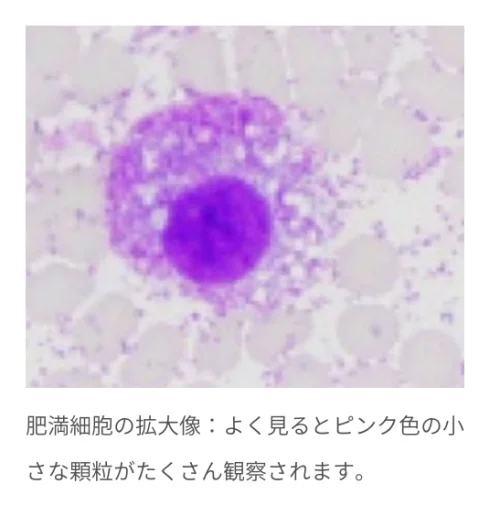 犬の肥満細胞種