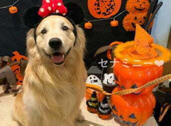 ハロウィンでミニーマウスセナ7歳