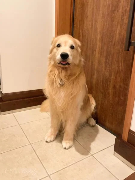 ゴールデン・レトリーバーセナ7歳8ヶ月