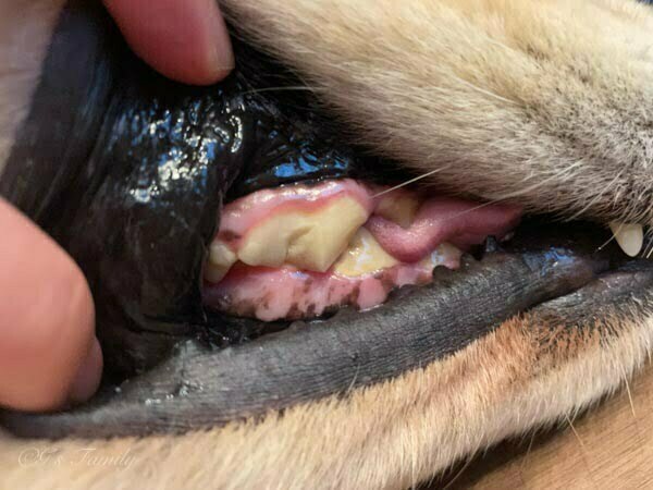 犬の歯の破折から1ヶ月後経過