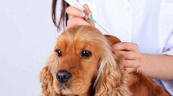 犬の注射と検査