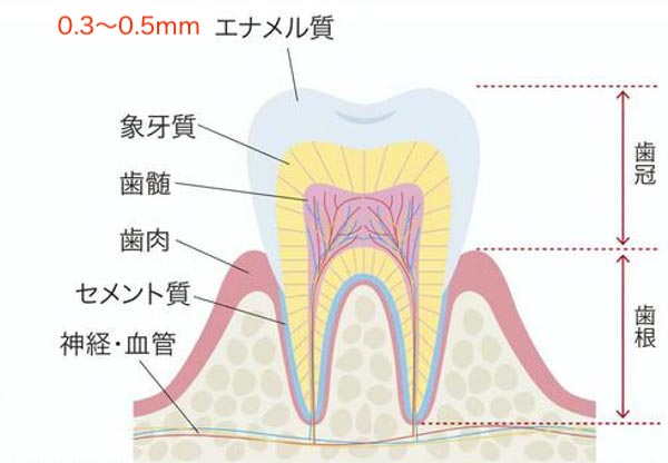 犬の歯の仕組み