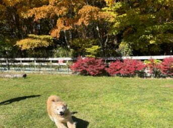 紅葉の季節のワフにてプール前のキレ走りセナ7歳