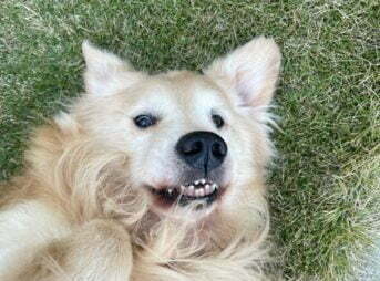 庭の芝生で遊ぶセナ7歳