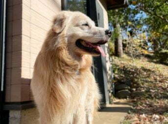 お正月三ヶ日ドッグランにてセナ8歳