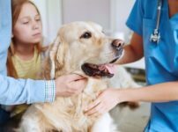 犬と動物病院