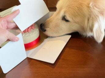 ゴールデン・レトリーバーセナ 8歳の誕生日