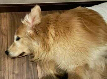 呼吸異常の出る1時間前のセナ