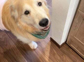 ごはん待ちをするセナ8歳3ヶ月