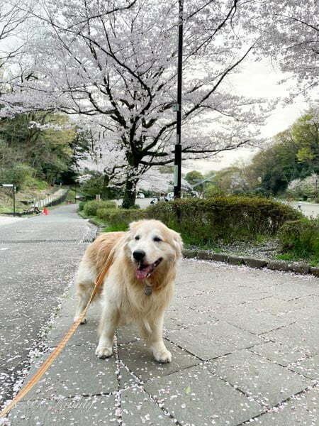 セナ8歳の春 桜を見に公園へ