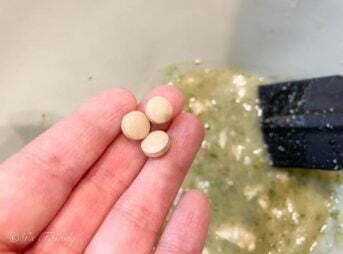 新しい漢方開始 ゴールデン・レトリーバーセナ 8歳4ヶ月