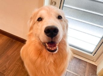 ゴールデン・レトリーバーセナ8歳5ヶ月