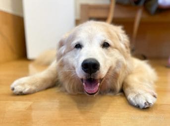 イスクラ産業ペット用・動物用漢方サプリメント「腎固」を処方された時ゴールデン・レトリーバーセナ8歳4ヶ月