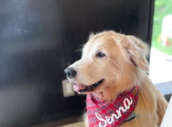 ゴールデン・レトリーバーセナ8歳6ヶ月 箱根旅行